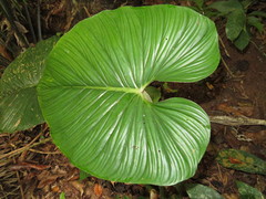 Philodendron mamei