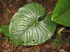 Philodendron mamei