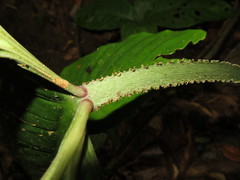 Philodendron mamei
