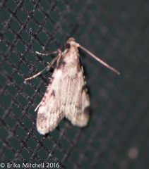 Aglossa costiferalis