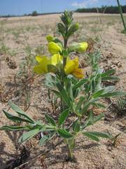 Thermopsis lanceolata