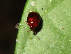 Scaphidiinae