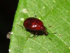 Scaphidiinae