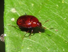 Scaphidiinae