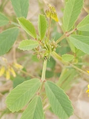 Trigonella glabra