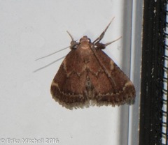 Hypsopygia intermedialis