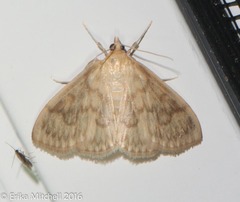 Crocidophora serratissimalis