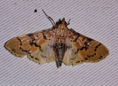 Azochis