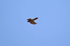 Accipiter cirrocephalus