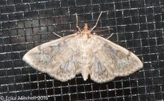 Crocidophora serratissimalis