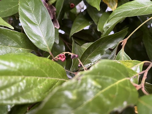 Endiandra hypotephra observed 2026-03-13