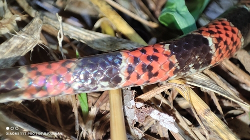 Amazon False Coral Snake