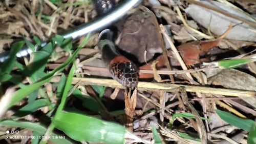 Amazon False Coral Snake