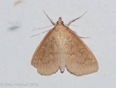 Framinghamia helvalis