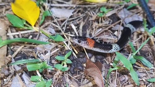 Amazon False Coral Snake