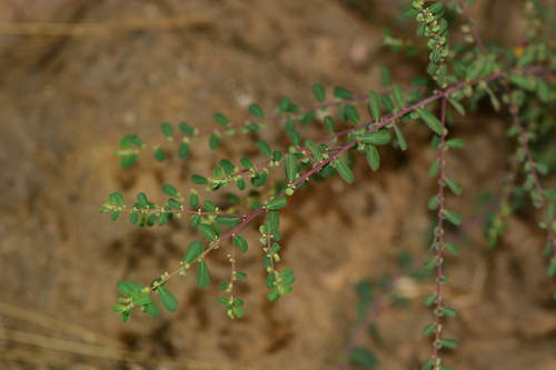 Madras Leaf-Flower (Phyllanthus maderaspatensis)