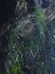Flagellaria indica