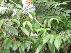 Faramea multiflora
