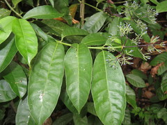 Faramea multiflora