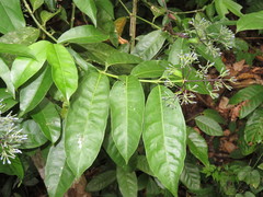 Faramea multiflora