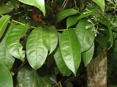 Faramea multiflora