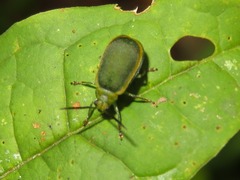 Caraguata sublimbata