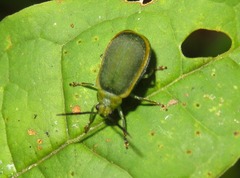 Caraguata sublimbata