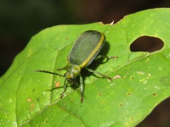 Caraguata sublimbata