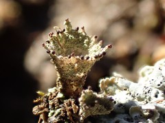 Cladonia kurokawae