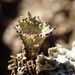 Cladonia kurokawae - Photo (c) weedsky, some rights reserved (CC BY-NC-ND), uploaded by weedsky