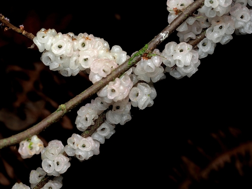 Oreocnide frutescens, photograph 4