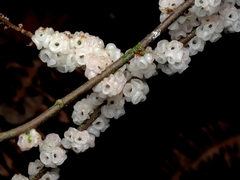 Oreocnide frutescens, photograph (c) angryphyco, some rights reserved (CC BY)