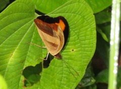 Catonephele salacia