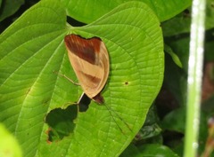 Catonephele salacia