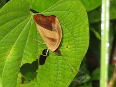 Catonephele salacia