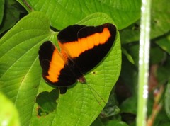 Catonephele salacia