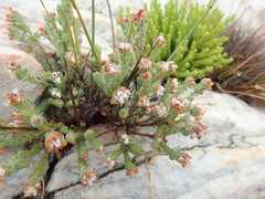 Erica oreotragus