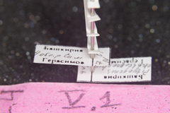 Pityogenes chalcographus