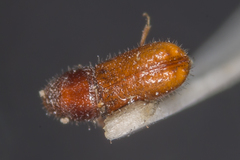 Pityogenes chalcographus