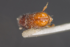 Pityogenes chalcographus