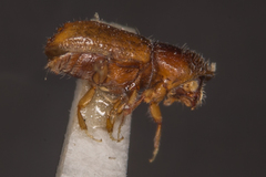 Pityogenes chalcographus