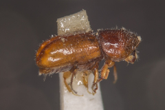 Pityogenes chalcographus