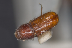Pityogenes chalcographus