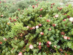 Protea venusta
