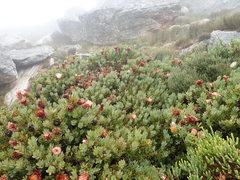 Protea venusta