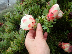 Protea venusta