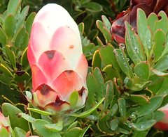 Protea venusta