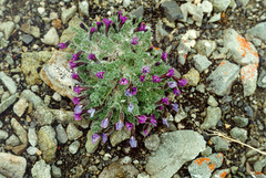 Oxytropis putoranica