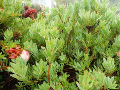 Protea venusta