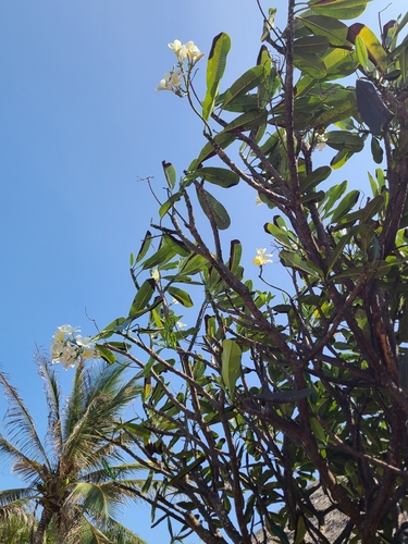 Singapore graveyard flower